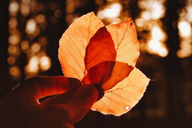 «Старое» бабье лето и золотая осень наступят в октябре: сколько продлится тепло?