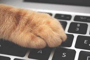 Почему кошкам так нравится лежать на клавиатуре