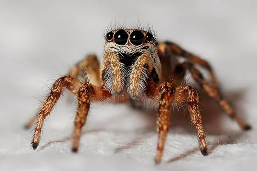 Ученые объяснили, почему опасно убивать пауков, живущих в квартирах
