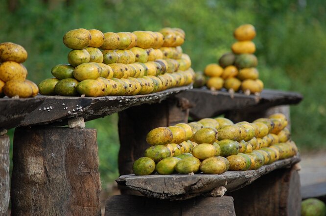 На Занзибаре можно отведать вкуснейших спелых фруктов, например, манго