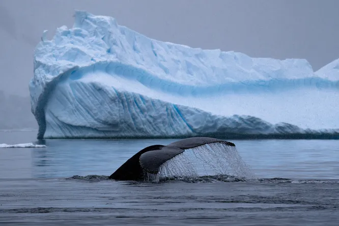Почему ученые так опасаются огромной полости под ледниками Антарктиды