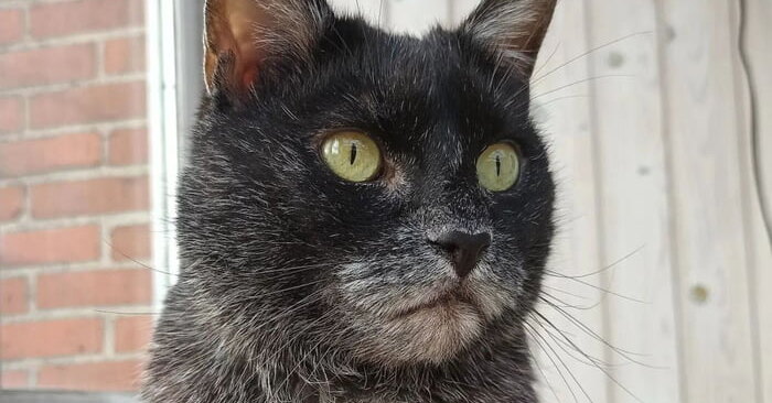 Трансильванская кошка