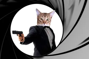 Кошки-шпионы — многомиллионный проект ЦРУ