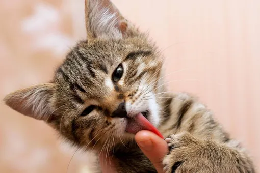 Зачем коты облизывают руки хозяев: стоит ли бить тревогу из-за такого поведения?