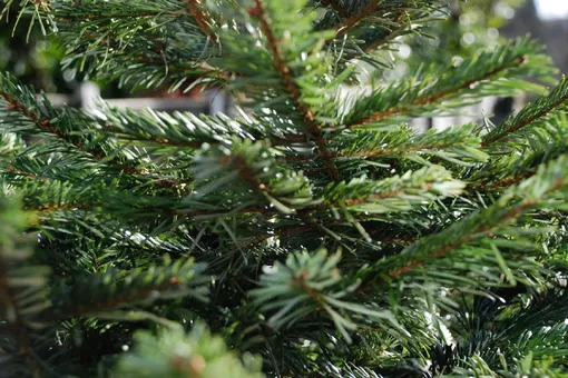 Говорят, живую новогоднюю елку можно снова посадить в землю. Это правда? Отвечает эксперт