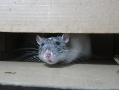 Связь токсоплазмоза и психических расстройств проверяли на крысах