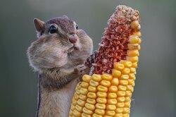10 забавных фотографий диких животных