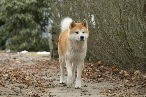 Приморский Хатико: пес уже три недели ждет своего хозяина на обледеневшей реке в России