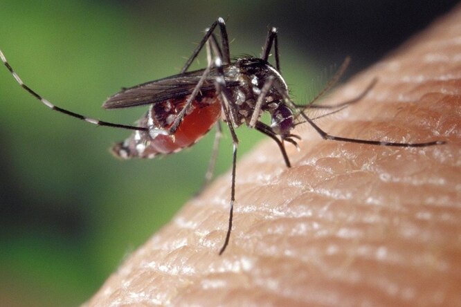 7 хитростей, которые помогут избавиться от комаров