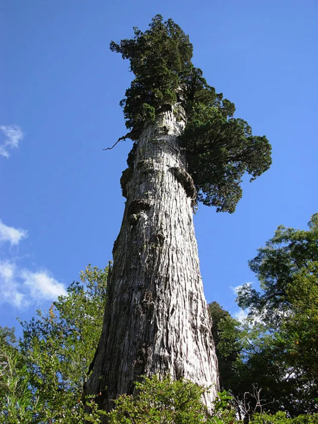 Патагонский кипарис, растущий в роще Анд в южном регионе Чили, живет уже 3643 года. К сожалению, в Патагонии в XIX и XX веках было вырублено множество старых деревьев, среди которых вероятно были и еще более старые представители кипарисов. Алерсе (так его называют местные) является третьим по продолжительности жизни деревом с точно рассчитанным возрастом