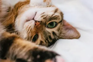 Кошки без шерсти: питомцы для аллергиков