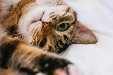 Какие кошки не вызывают аллергии: 7 пород для аллергиков