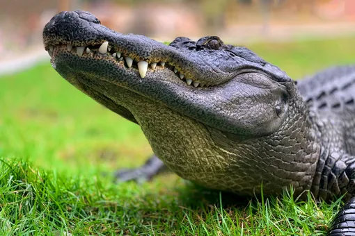 Крокодила, который жил около завода Кока-колы, посадят на диету: хищник сильно растолстел