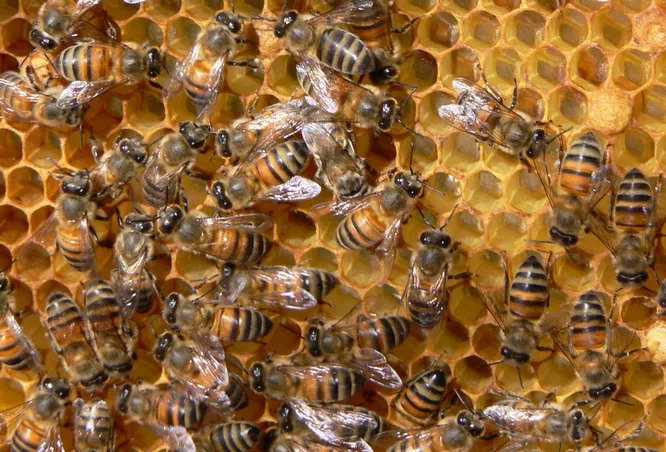 Пчёлы дадут фору любому насекомому, когда речь касается общения и навигации. С помощью танца они подают сородичам любые необходимые сигналы и даже проводят простые геометрические вычисления. У пчёл потрясающая память, они с лёгкостью ориентируются на местности и могут находить путь по положению солнца.