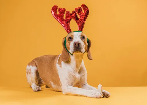 Сколько стоит передержка питомца в Новый год?