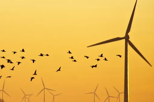 Правда ли, что ветрогенераторы убивают большое количество птиц?