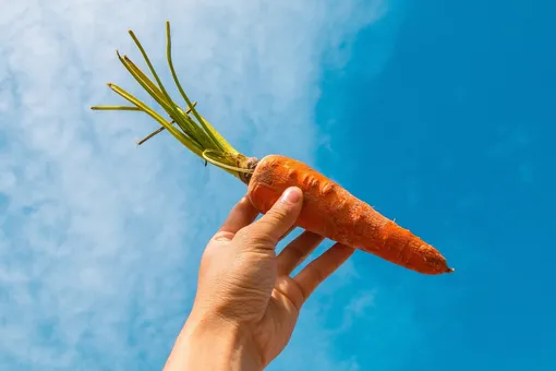 Насколько полезна морковь?