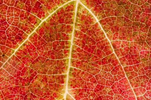 Даже небольшое увеличение позволяет лучше понять процесс потери хлорофилла в растительной клетке: там, где его стало очень мало, остаются другие пигменты, которые на краткий период задают цвет листьев.