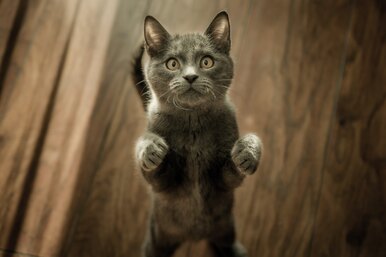 Кто король двора? Эпичное противостояние вороны и кота Кто король двора? Эпичное противостояние вороны и кота