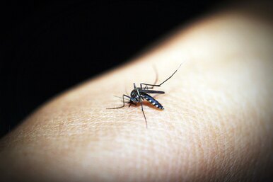 Опьянеет ли комар, если выпьет кровь нетрезвого человека?