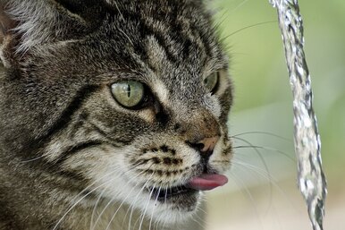 Самые пугливые животные: почему кошки так боятся воды?