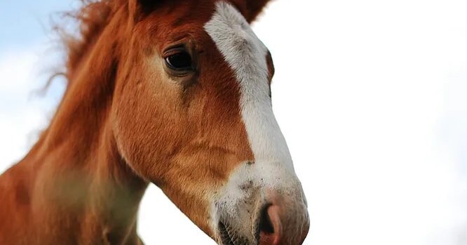 Почему мощность двигателя измеряется в лошадиных силах?