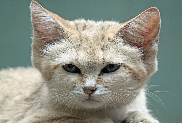 Барханный кот, самый маленький среди диких кошек, тем не менее, прекрасно приспособлен к пустыням. Подушечки его лап покрывает длинная жёсткая шерсть, защищающая от жара и скольжения. Огромные глаза и уши позволяют коту эффективно охотиться, а густой мех оберегает одновременно от перегрева днём и переохлаждения ночью.