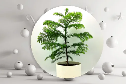 Как вырастить тропическую елку в квартире и как ухаживать за ней