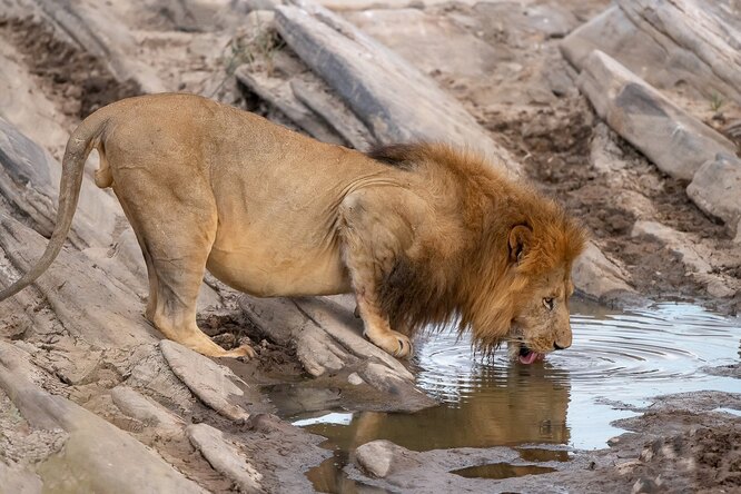 Водяное перемирие: правда ли, что животные не охотятся на водопое и во время засухи?