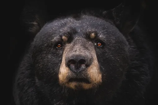 Видео: взбешенный медведь гонится за мотоциклистом