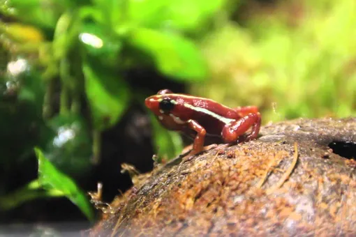 Почему ядовитые лягушки не погибают от собстенного яда?