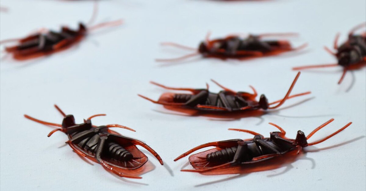 Как избавиться от тараканов в квартире навсегда