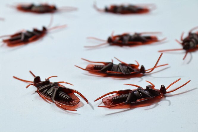 Как избавиться от тараканов. 10 эффективных способов борьбы