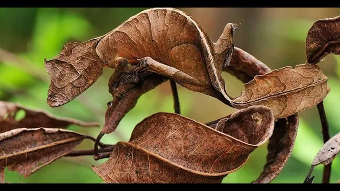 Фантастического листохвостого геккона в реальности можно увидеть на Мадагаскаре. Если, конечно, получится отличить гуру маскировки от того, чем он притворяется, - сухого листа.  