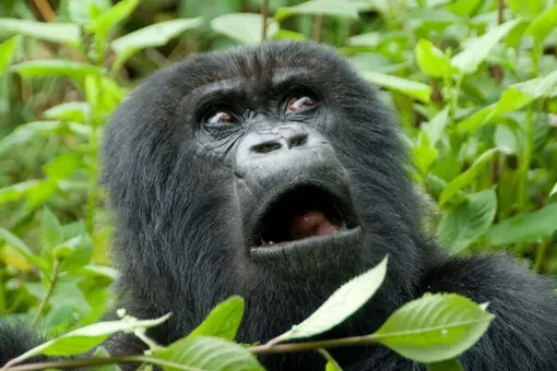 Абсурдный «расизм» нейросети: почему Google Photo не распознает горилл