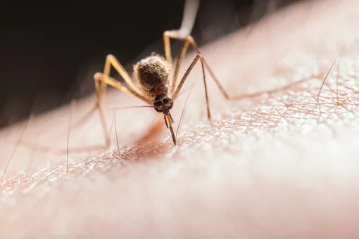 5 народных средств против комариных укусов