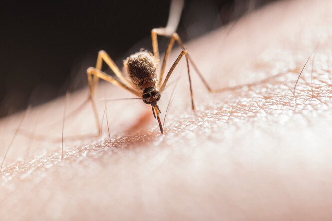 5 народных средств против комариных укусов