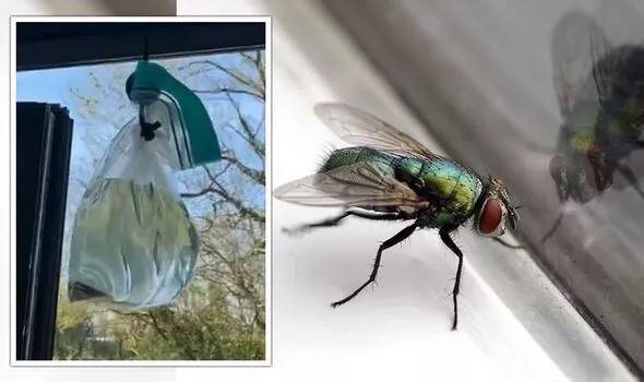 Как избавиться от мух в квартире