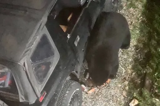 Медведь проник в машину и выпил 69 банок газировки: на это стоит посмотреть