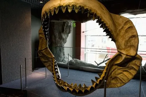 Как вымер мегалодон — крупнейшая хищная акула