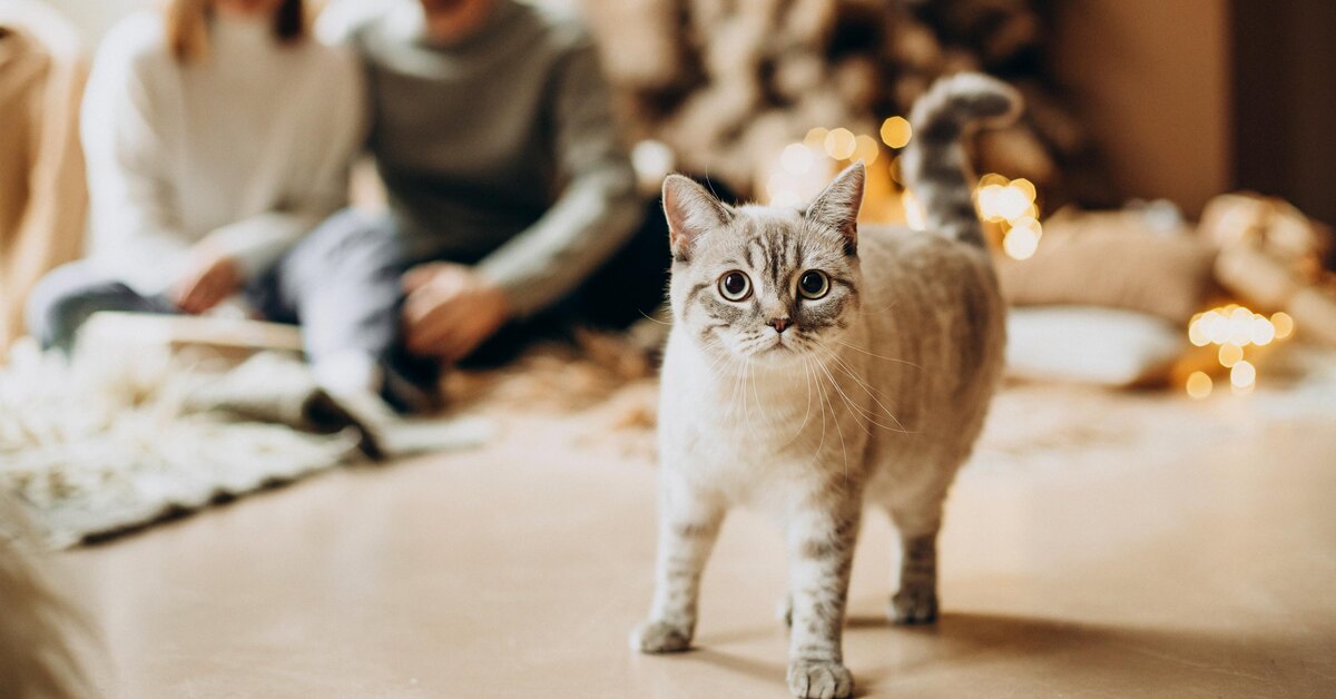 Сколько стоит передержка питомца в Новый год?