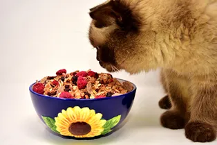 Почему кошки так привередливы в еде