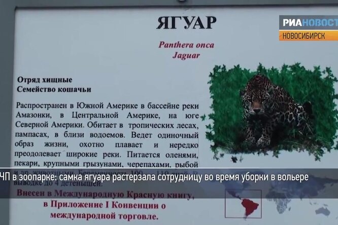 Неконтактный зоопарк: 7 случаев нападения животных в неволе на людей Неконтактный зоопарк: 7 случаев нападения животных в неволе на людей