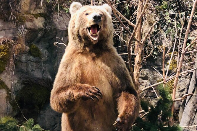 На Камчатке дикий медведь устроил разминку на турнике