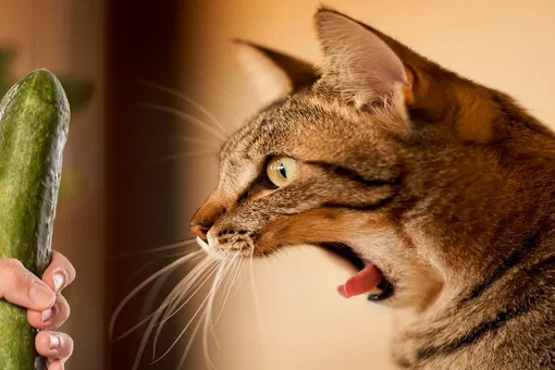 Кот боится огурцов: почему так происходит? Подборка видео