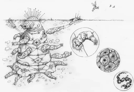 Помните гептоподов из научно-фантастического фильма «Прибытие»? Оксфордские биологи придумали их родственников — «октомитов»