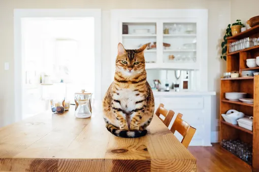 Самый грустный котенок из приюта нашел дом, но спустя три года его вернули с ожирением