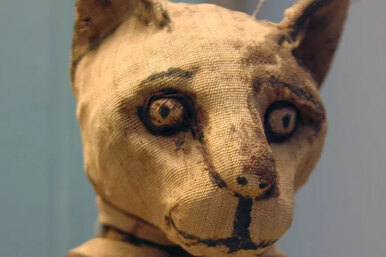 Кошачья мумия с четырьмя хвостами — удивительная находка французских ученых