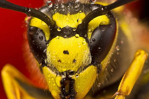 Хоррор или творение природы: посмотрите, как рождаются осы