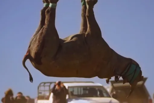 Правда ли, что носорогов подвешивают за ноги при перевозке?